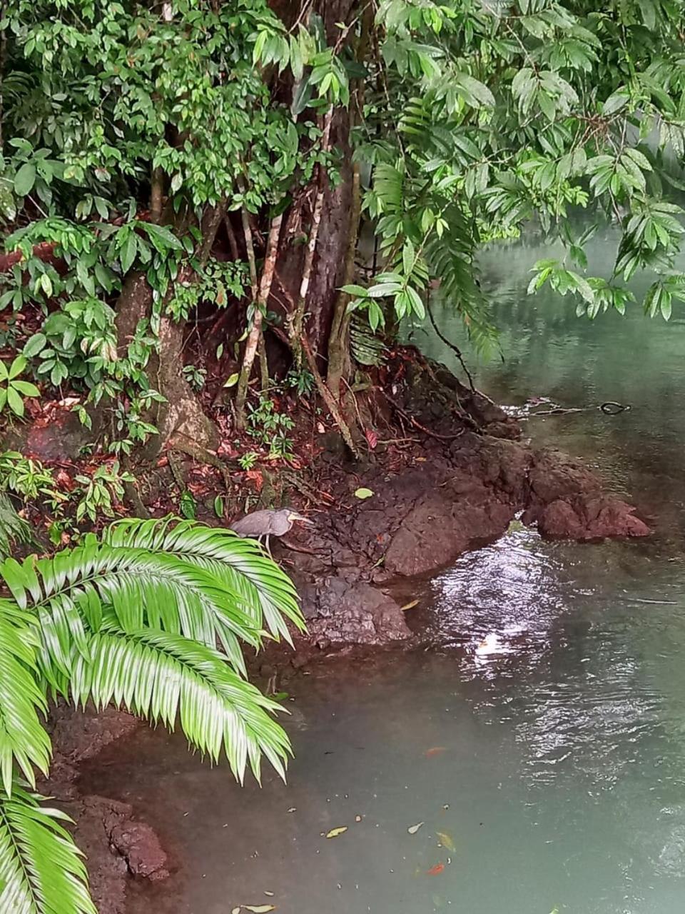 Vista Alta Ecolodge Bahia Drake Drake Bay Zewnętrze zdjęcie