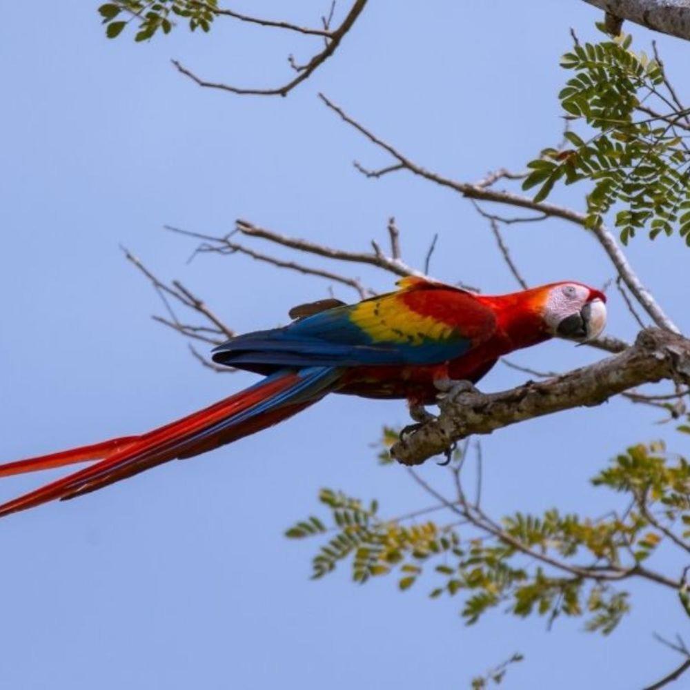 Vista Alta Ecolodge Bahia Drake Drake Bay Zewnętrze zdjęcie
